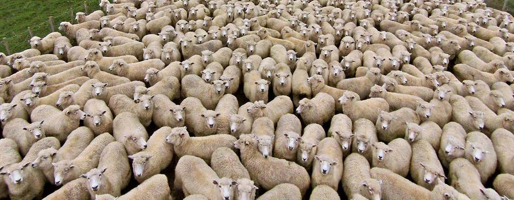 REMATE VIRTUAL Miércoles 15 de Febrero de 2017 Asociacion Rural de Tacuarembó 3.013 lanares Productor cantidad categoría Peso Kg.