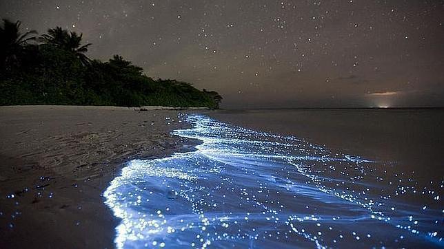 5 Playa de la Isla de Vadhoo - Maldivas Como puedes ver en la foto, y como ya te hemos contado alguna vez, los mares estrellados no son sólo cosa de la imaginación.