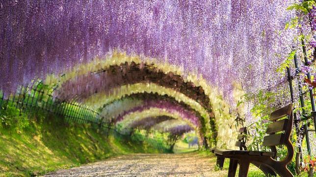 7 Túnel de la Wisteria - Japón Hay pocas cosas tan mágicas como el colorido y los aromas de las flores.