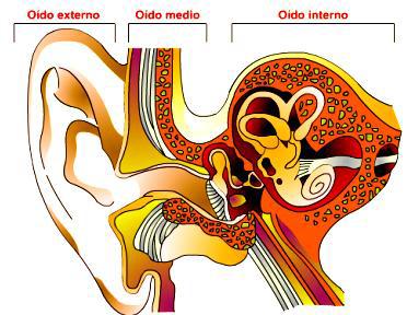 14. El sonido se percibe a través del, que se puede dividir en tres partes: a) Oído externo. En él se encuentra la y el conducto auditivo externo.