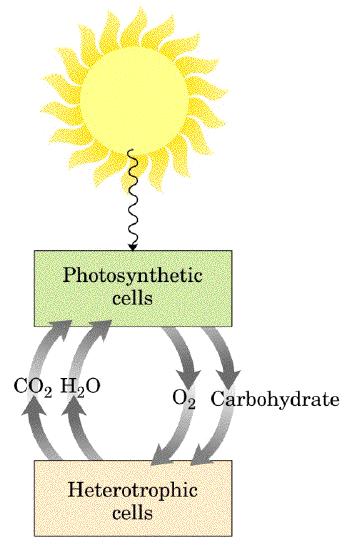 ENERGÍA Y FOTOSINTESIS La energía radiante es convertida en la fotosíntesis en carbohidratos ricos en energía los que serán degradados en la respiración Si la energía radiante no es capturada y