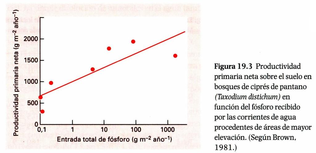3. Factores que afectan a la producción primaria Begon et al. 1999 Relación positiva con la abundancia de nutrientes, especialmente P y N.