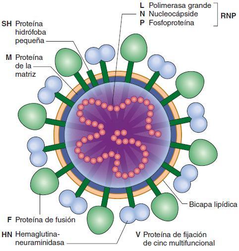 Figura 40-3 Diagrama esquemático de un paramixovirus que muestra los principales componentes (no dibujados a escala). La proteína de la matriz viral (M) subyace a la bicapa lipídica.