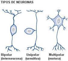 La neuroglia Representa la mitad del volumen del SNC, son más pequeñas que las neuronas, no generan ni propagan potencial de acción, se pueden multiplicar. Se encuentran en el SNC y SNP. En el SNC.