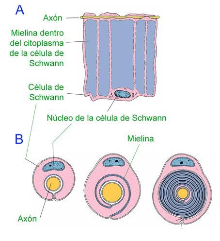 Células de Schwam.