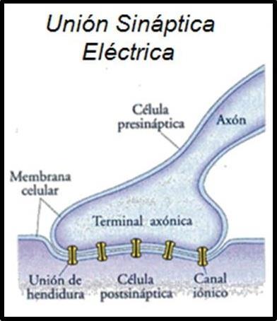La Sinapsis Es la comunicación que se establece entre dos o más neuronas, son esenciales para la homeostasis, ya que permiten que la información pueda ser filtrada e integrada.