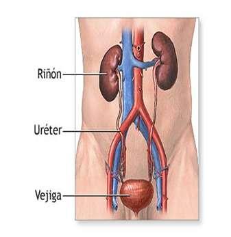 RIÑONES LOCALIZACION Cavidad abdominal superior. Detrás del peritoneo Y a los lados de la columna vertebral.
