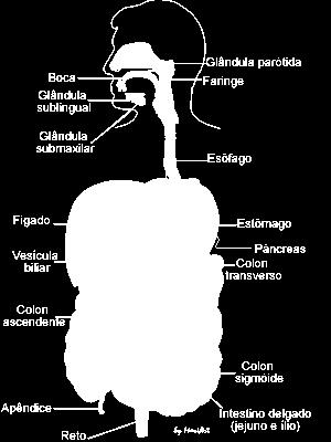 Componentes del sistema digestivo Formado por: El tubo digestivo: 1) Boca 2) Faringe 3) Esófago 4) Estómago 5) Intestino