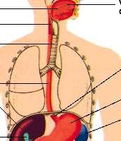 El esófago Es un conducto musculoso que hace comunicar por arriba con la faringe y el estómago