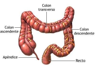 El intestino grueso se compone del colon y del recto. El colon es una estructura tubular que es alrededor 1,5 m.