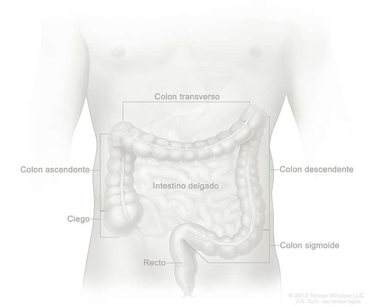 El funcionamiento del intestino grueso Ahora que hemos entendido las diferentes partes del intestino grueso, podemos avanzar para entender la función de cada parte del intestino grueso.