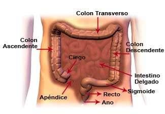 LA FUNCIÓN DEL RECTO El recto recibe la materia fecal del colon sigmoide y lo