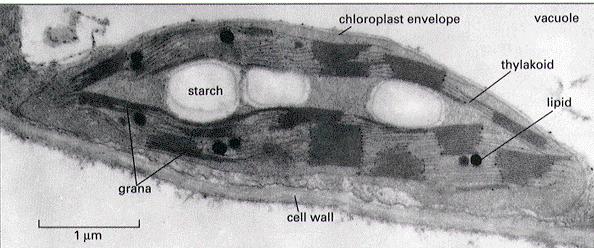 Cloroplastos Sitio de fotosíntesis y