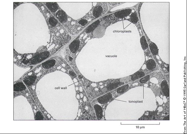 Vacuolas Una membrana cloroplastos vacuola Células