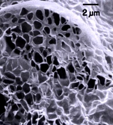 Materia orgánica del suelo Humus Carbono vivo Micrografía