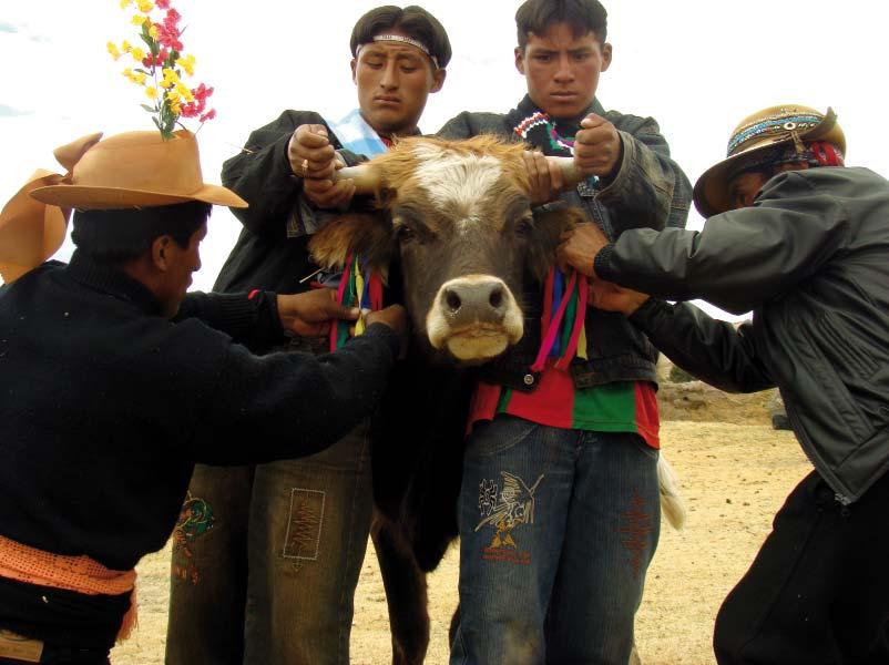 Expresiones contemporáneas de la identidad chopcca En Chopcca se denomina chalanes a los jóvenes que arrean el ganado durante la fiesta de marcación.