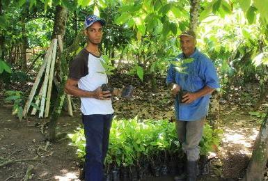 Resultados: a. Más de 500 tareas preparadas para siembra de cacao. b. 40,000 plántulas producidas. c. 90 productores beneficiados.
