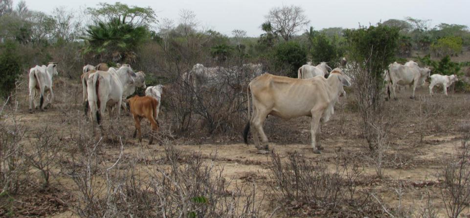 Efectos de la temporada seca sobre la producción ganadera Reducción de la producción regional de leche y carne.