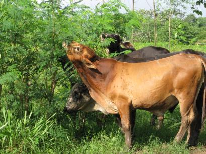 Reconversión de la ganadería en el trópico con sistemas