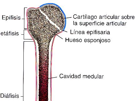 PERIOSTIO CAPA FIBROSA: fibras colágenas, fibroblastos, terminaciones nerviosas y