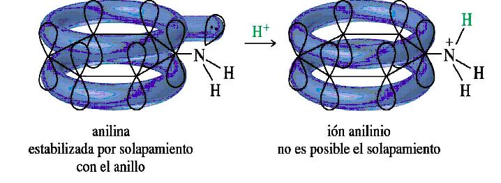 AMINAS Las aminas secundarias resultan ser más básicas por presentar efecto inductivo dador de electrones de los restos alquilos unidos al nitrógeno y además por formar más de un puente de hidrógeno