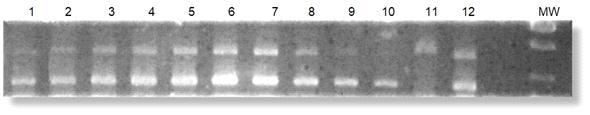 50 Biotecnología Vegetal Vol. 15, No. 1, 2015 El empleo de PCR para determinar el sexo en papaya con imprimadores derivados de marcadores RAPDs ligados al gen Sex 1 (Deputy et al.