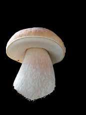 Setas Silvestres / Wild Mushrooms Ref.