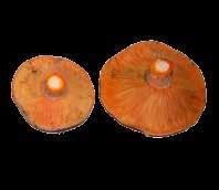 Setas Silvestres / Wild Mushrooms Ref. 419 Perrechico / St.