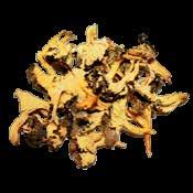 Entera / Yellow Foot Mushroom Cantharellus Lutescens / Cantharellus Lutescens