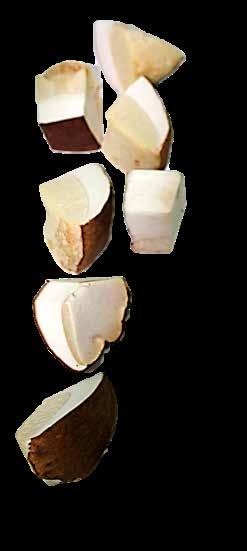 Iª Boletus Edulis - Pinícola / Boletus Edulis Pinophilus Boletus Cubo Especial Salsas / Boletus Cubes Special for Sauces Boletus Edulis - Pinícola /