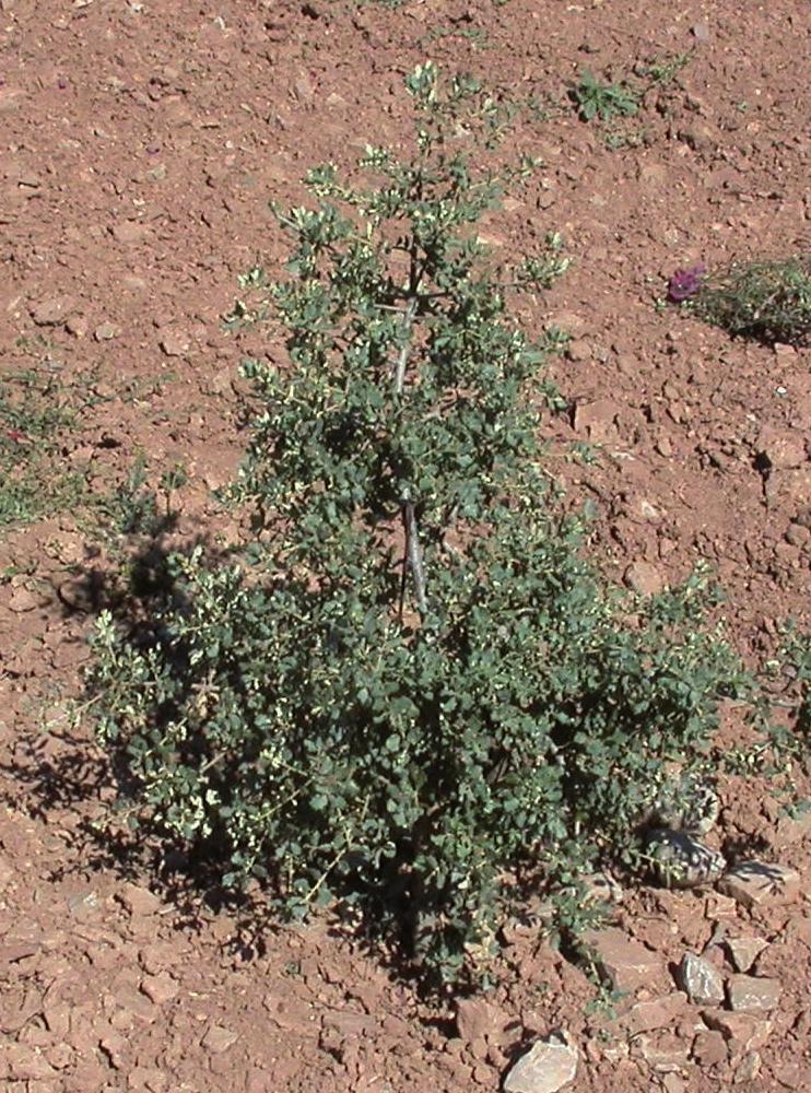 uncinatum), la trufa de invierno (Tuber brumale) y la trufa negra (Tuber melanosporum), siendo esta última la más apreciada (Figura 1).