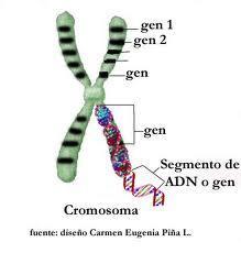 ADN Acido Nucleico formado por unidades de nucleotidos que contiene la informacion genetica.