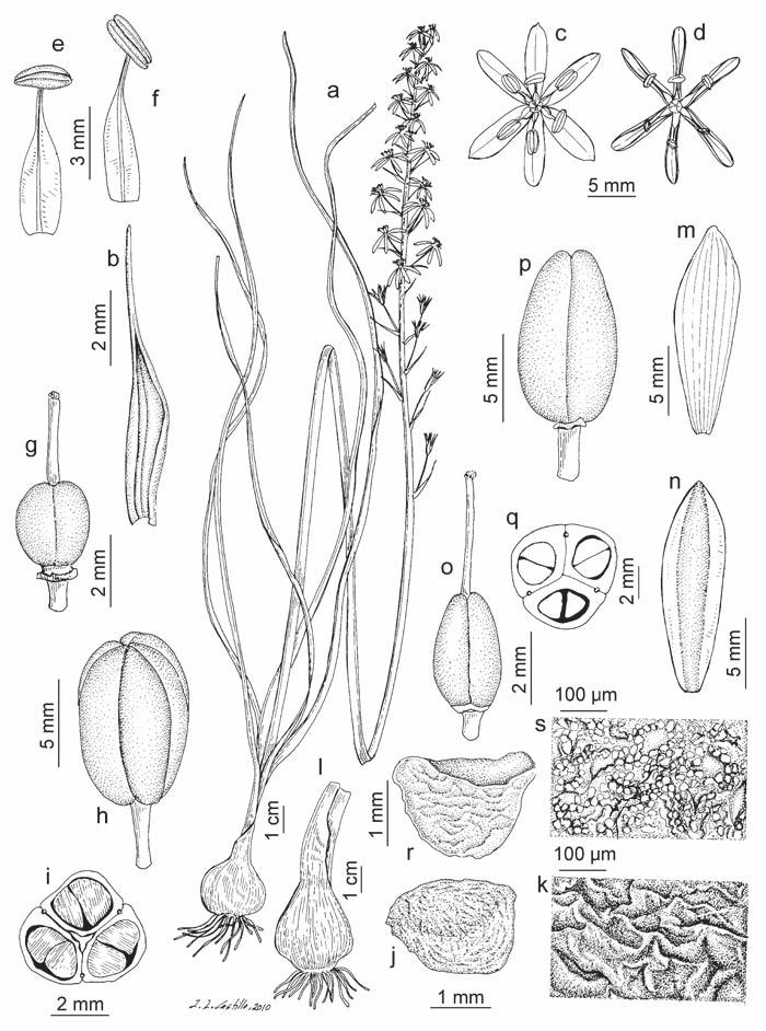 Lám. 38. Ornithogalum pyrenaicum subsp.