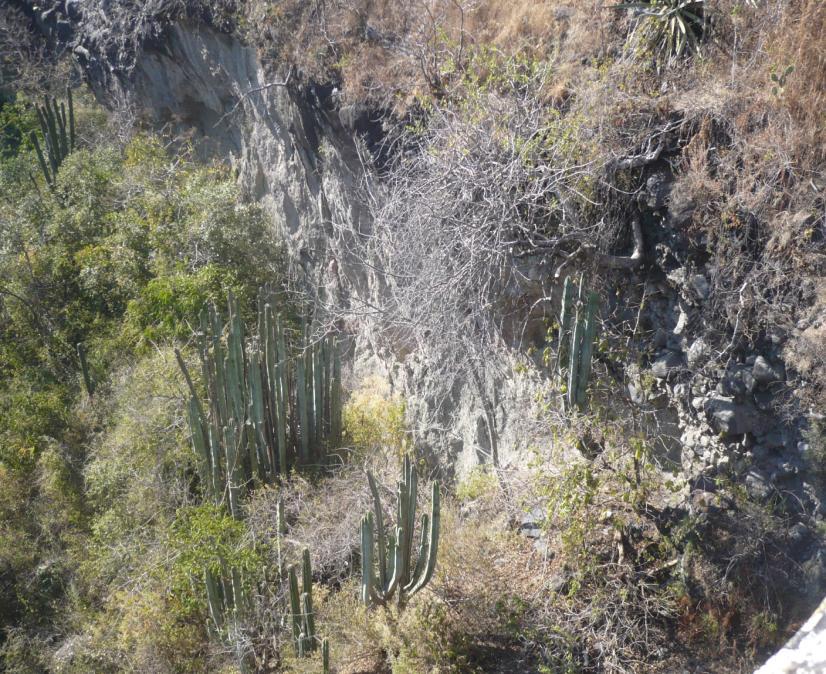 El objetivo de la caracterización del sistema natural es establecer las condiciones medioambientales que prevalecen en un espacio determinado. En este caso, el Municipio de Temoac, Morelos.