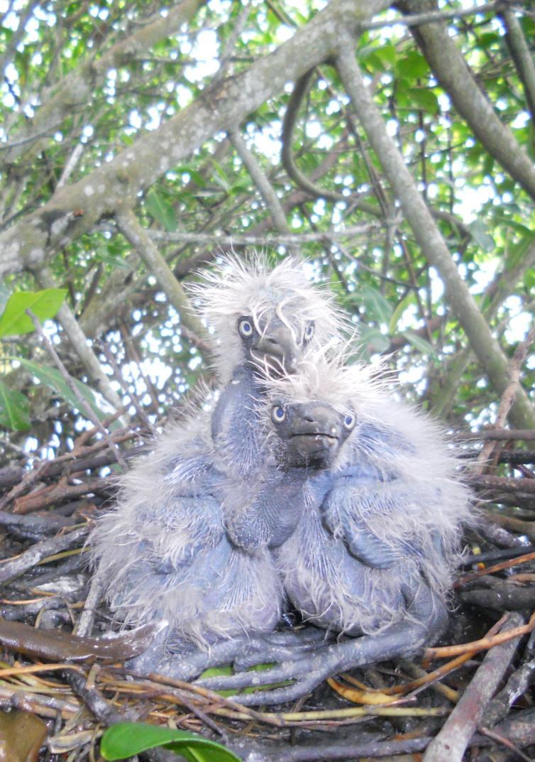 Colonias reproductivas: El monitoreo de las colonias de nidificación se realizan en el periodo mayo-junio, el cual se considera la época reproductiva para la mayoría de las especies de aves.