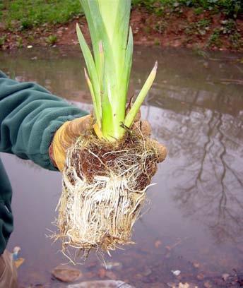 Por este motivo se plantaron herbazales de carrizo estructurados en fibra de coco (tipo Plant Pallet) en un 30% de la superficie de los humedales permitiendo una colonización rápida de todo