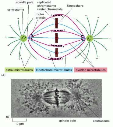 ORGANIZACION DE LOS MICROTUBULOS EN EL HUSO MITOTICO Microtúbulos astrales Microtúbulos cinetocóricos