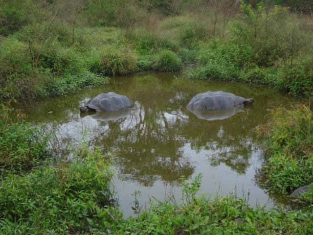 47 Tortugas terrestres sumergidas en una laguna del Rancho Primicias Autor: Fabian Barrera 2012 Se