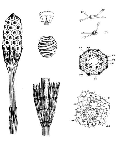 Orden Equisetales (Carbonífero Superior - Actualidad) Familia Equisetaceae (1/25); [1/2]. El esporofito está formado por rizomas subterráneos que emiten vástagos aéreos.