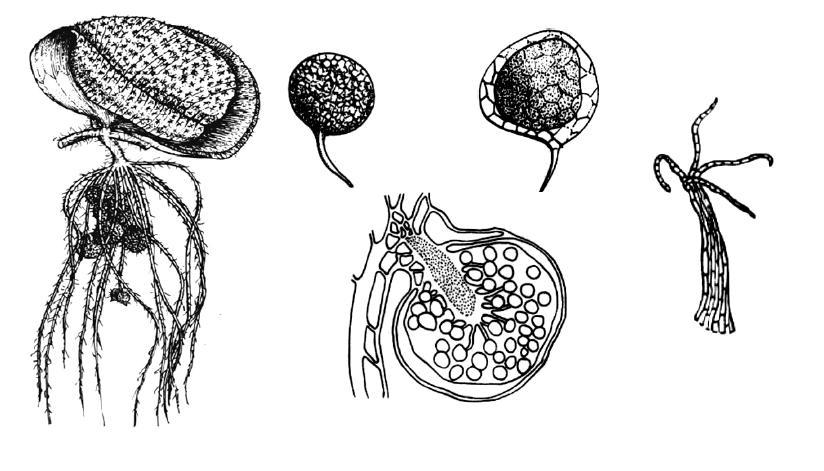 1. Hojas bilobadas (una fotosintética y la otra flotante), con algas simbiontes. Microsporas en másulas con gloquidios. Azolla Salvinia. Tallos alargados, horizontales, sin raíces, con tricomas.