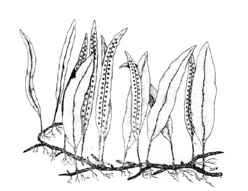 Usos: Varias de sus especies son cultivadas como ornamentales entre ellas Platycerium bifurcatum cuerno de alce y diversas especies de Polypodium.