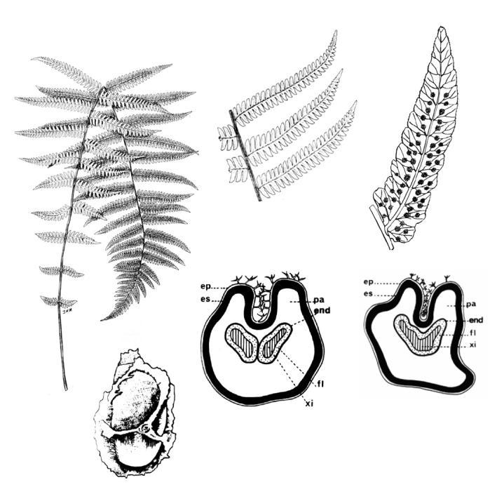 Rumohra adiantiformis: Detalle de frondes, esporangios, esporas y haces vasculares. Familia Thelypteridaceae (5 30 /950); [2/34].