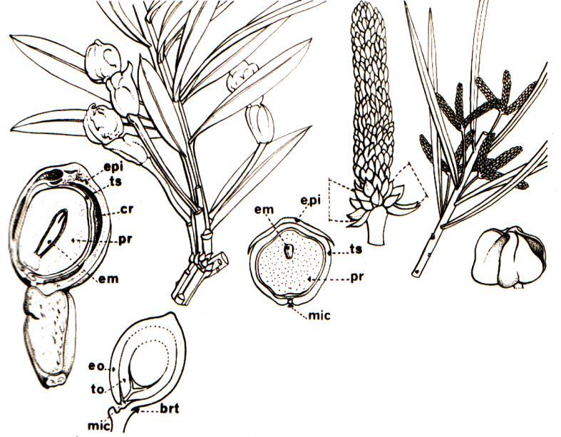 2. Escama ovilífera con 2 a numerosos óvulos. Familia Aracauriaceae 3. Escama ovulífera siempre biovulada. Complejo escama ovulífera-bráctea tectriz libre o parcialmente soldado en la base.
