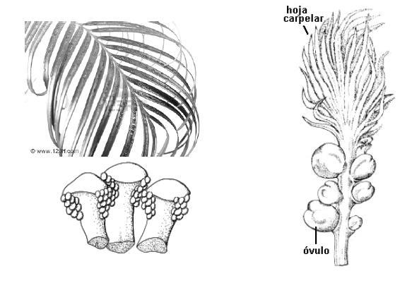 Distribución: zonas tropicales. Usos: Cycas revoluta y otras especies son cultivadas como ornamentales, de sus médulas se extrae una fécula comestible.