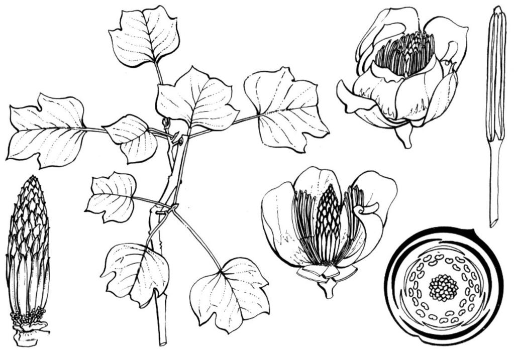 2. Leño sin tráqueas. Perianto no dispuesto en verticilos trímeros 2. Leño con tráqueas. Perianto dispuesto en verticilos trímeros WINTERACEAE ANNONACEAE Familia Magnoliaceae (12/220) Árboles.