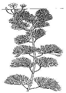 Familia Cabombaceae (2/8); [1/1] Facultad de Ciencias Naturales y Museo Universidad Nacional de La Plata Hierbas acuáticas con rizomas y tallos sumergidos.