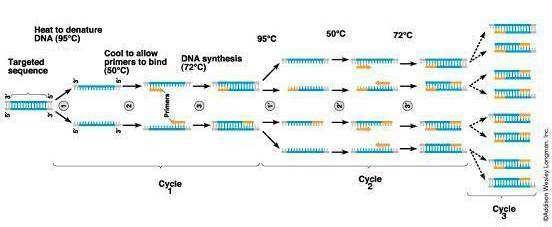 Técnica de PCR: Segundo ciclo de amplificación. Resultados después de múltiples ciclos de amplificación.