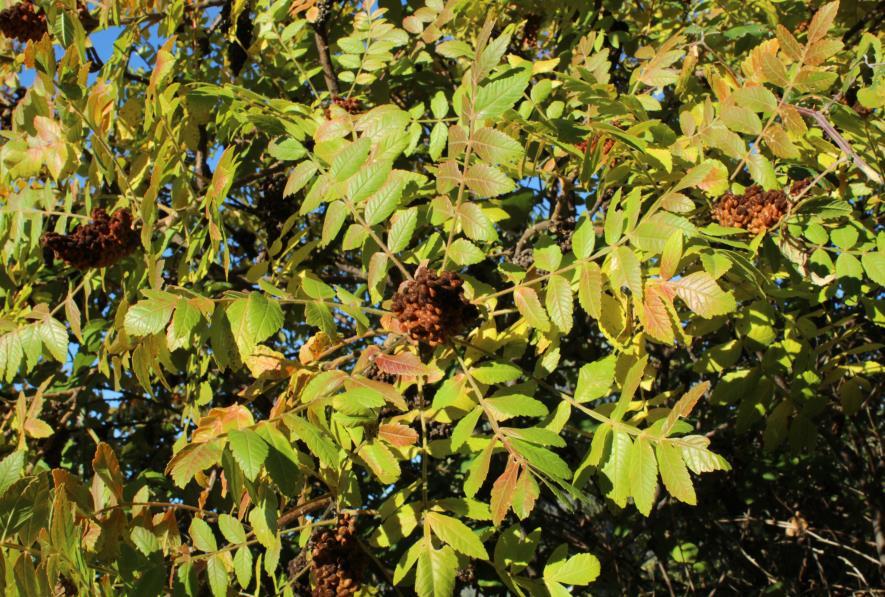 Zumaque. Rhus coriaria. de forma espontánea en cualquier tipo de terrenos. hasta 3 metros. Follaje: hojas caducas. Luz: habita en zonas de luz, sombra o media sombra.