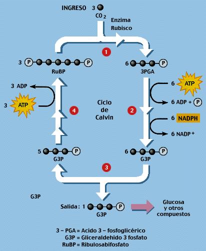 Fotorreducción del NADP + FASE INDEPENDIENTE DE LA LUZ O CICLO DE CALVIN Lugar donde se realiza: estroma Reactantes: ATP, NADPH y CO