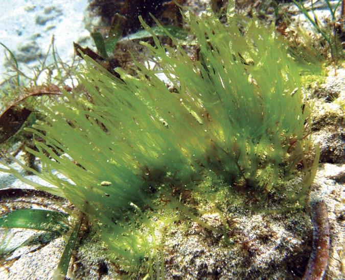 El alga verde tiene usos alimenticios, medicinales, como carnada y bioindicador, y es abundante en las escolleras del Puerto Andrés Sánchez Magallanes en Cárdenas,Tabasco.